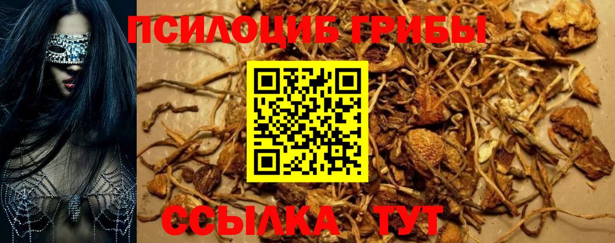 Лыткарино  Псилоцибиновые грибы Cubensis  как найти закладки  Вход с VPN 